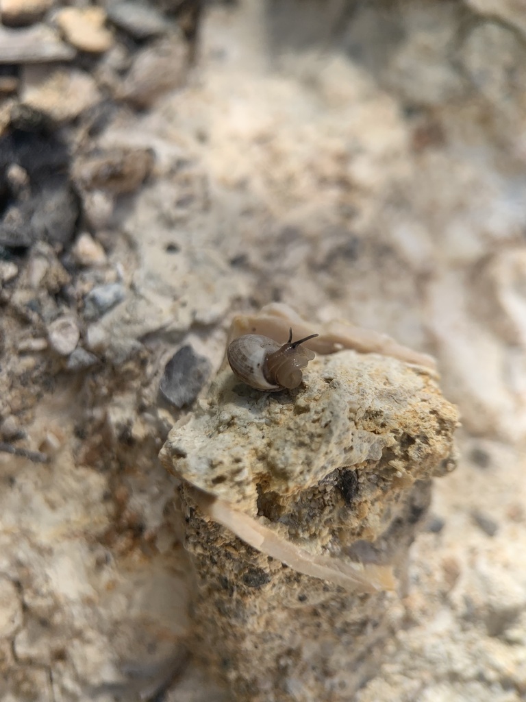 Helicina umbonata