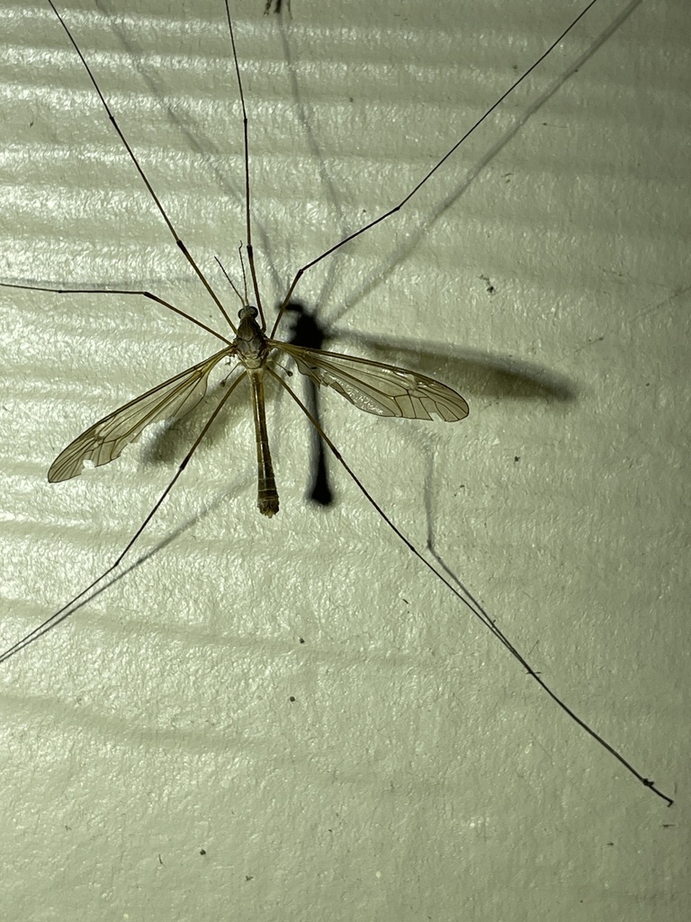 Tipulinae from Lake Texana, Ganado, TX, US on March 22, 2024 at 0938