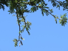Vachellia robusta clavigera