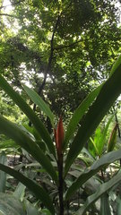 Alpinia nutans