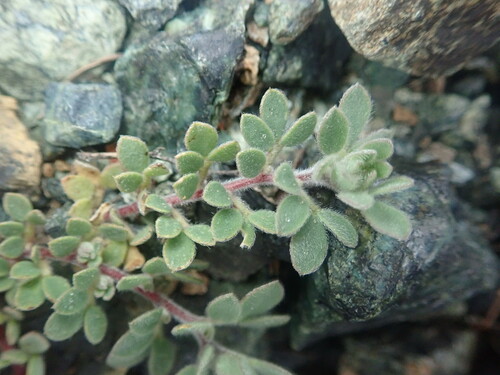 Image of Acmispon brachycarpus by (c) Cricket Raspet, some rights reserved (CC BY)