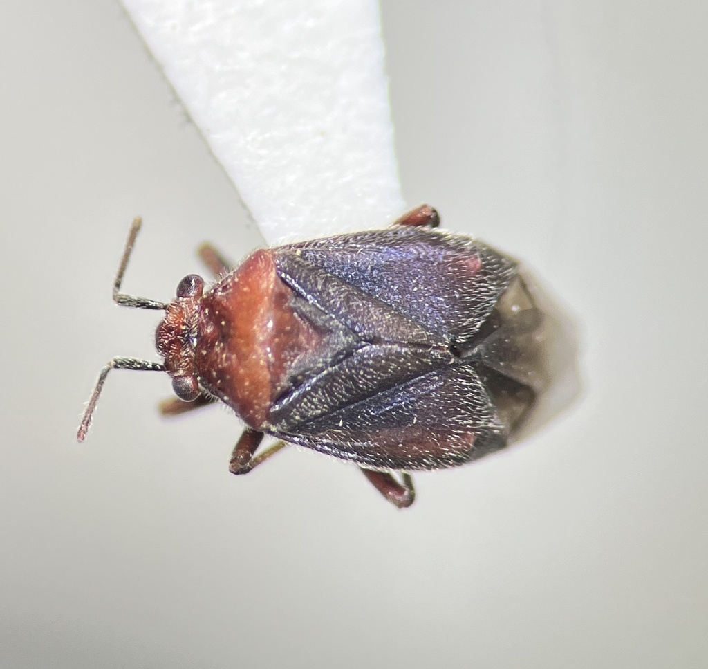 Yucca Plant Bugs from Fountain Lake, Fountain Hills, AZ, US on March 15 ...