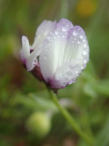 Image of Astragalus gambelianus by (c) Cricket Raspet, some rights reserved (CC BY)