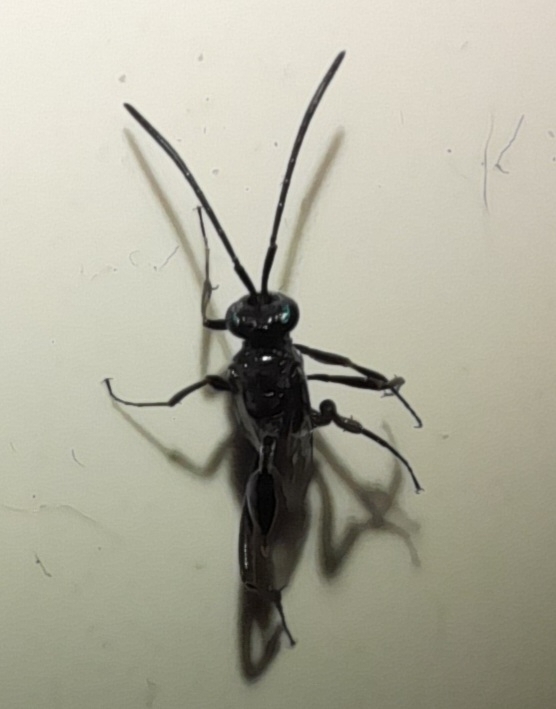 Blue-eyed Ensign Wasp from Reserva el estillero, San Isidro, Intibucá ...