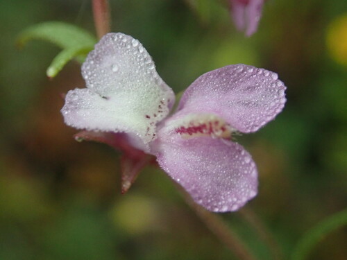 Image of Collinsia sparsiflora by (c) Cricket Raspet, some rights reserved (CC BY)