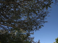 Vachellia robusta clavigera