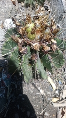 Ferocactus echidne