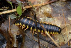 Appalachioria separanda