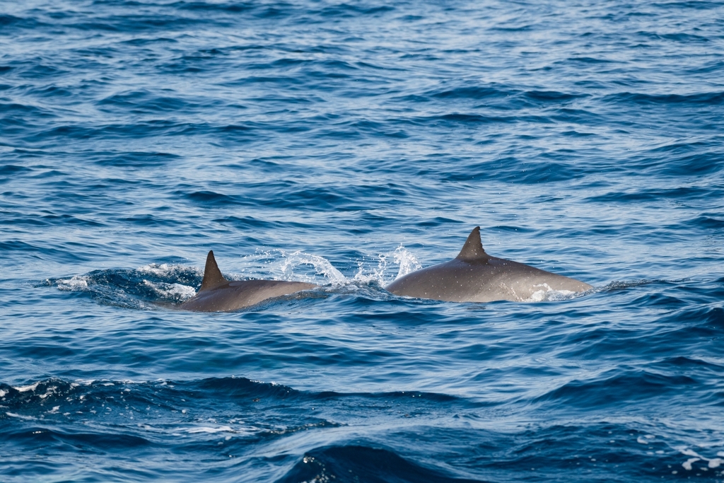 Two Fraser's dolphins surfacing in open ocean