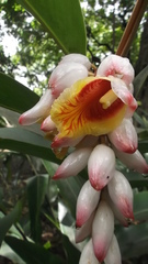 Alpinia nutans