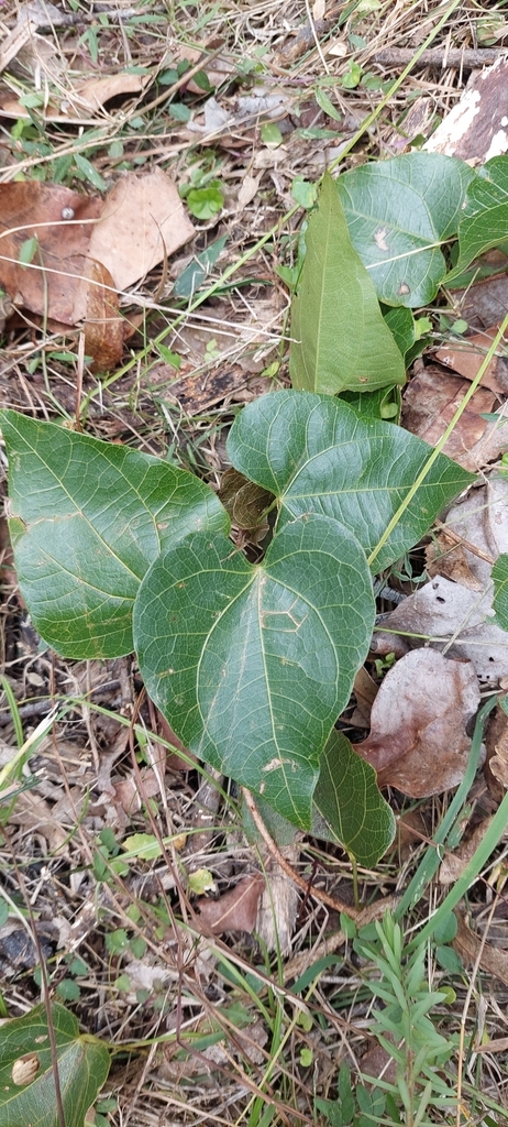 pearl vine from Nymboida NSW 2460, Australia on March 23, 2024 at 01:58 ...