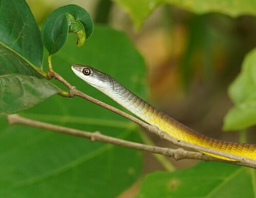 Common Tree Snake sighting