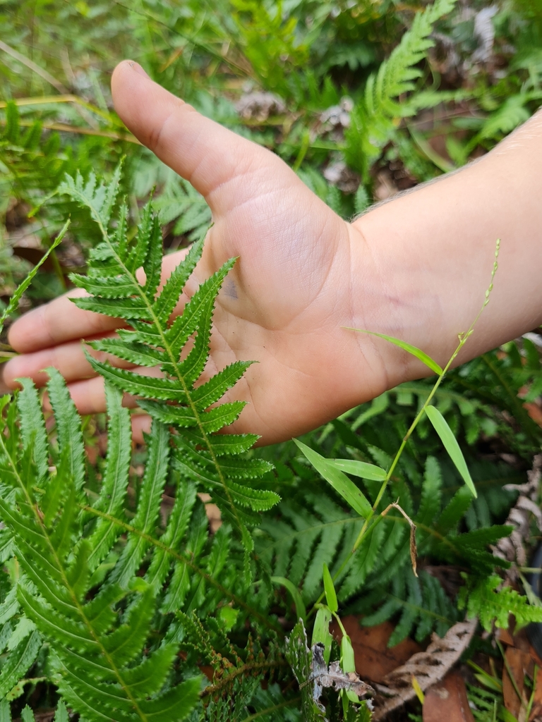 ferns from Nymboida NSW 2460, Australia on March 23, 2024 at 02:00 PM ...