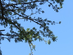 Vachellia robusta clavigera