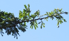 Vachellia robusta clavigera