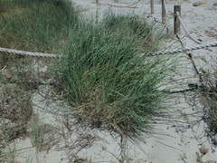 Elymus farctus farctus