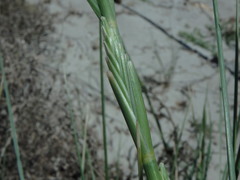 Elymus farctus farctus