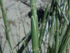 Elymus farctus farctus