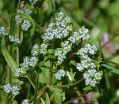 Valerianella locusta