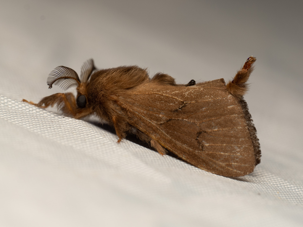 Amatissa leonina