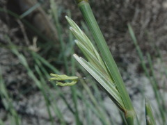 Elymus farctus farctus