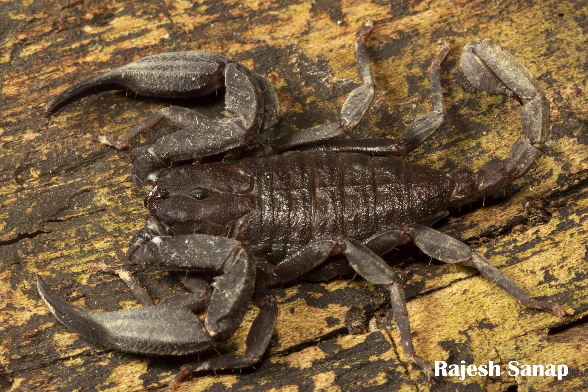Scorpiops longimanus · iNaturalist