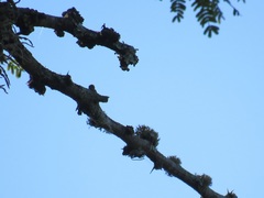 Vachellia robusta clavigera