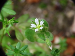 Cerastium semidecandrum