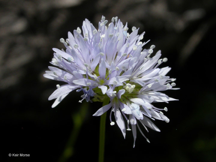Gilia capitata ssp. capitata