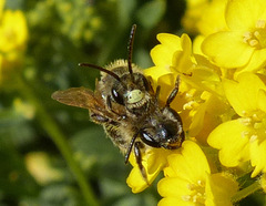 Andrena miserabilis