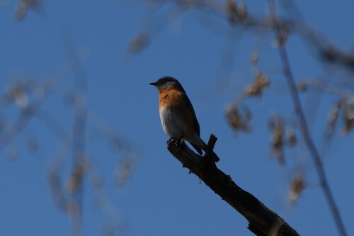 Eastern Bluebird photographed in New Mexico