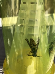 Vespula atropilosa