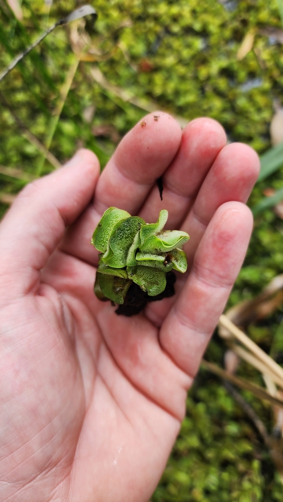 Giant Salvinia from Lytton QLD 4178, Australia on March 23, 2024 at 10: ...