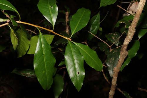 Image of Actephila mooreana by (c) Greg Tasney, some rights reserved (CC BY-SA)