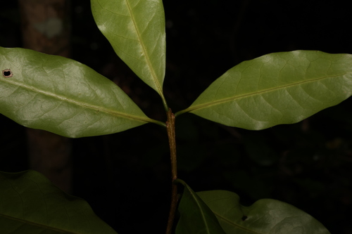 Image of Actephila mooreana by (c) Greg Tasney, some rights reserved (CC BY-SA)