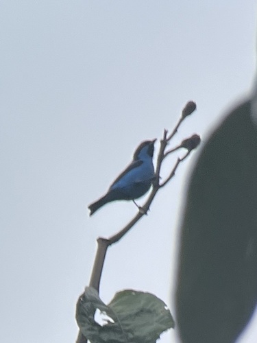Turquoise Dacnis (Dacnis hartlaubi), photo 2