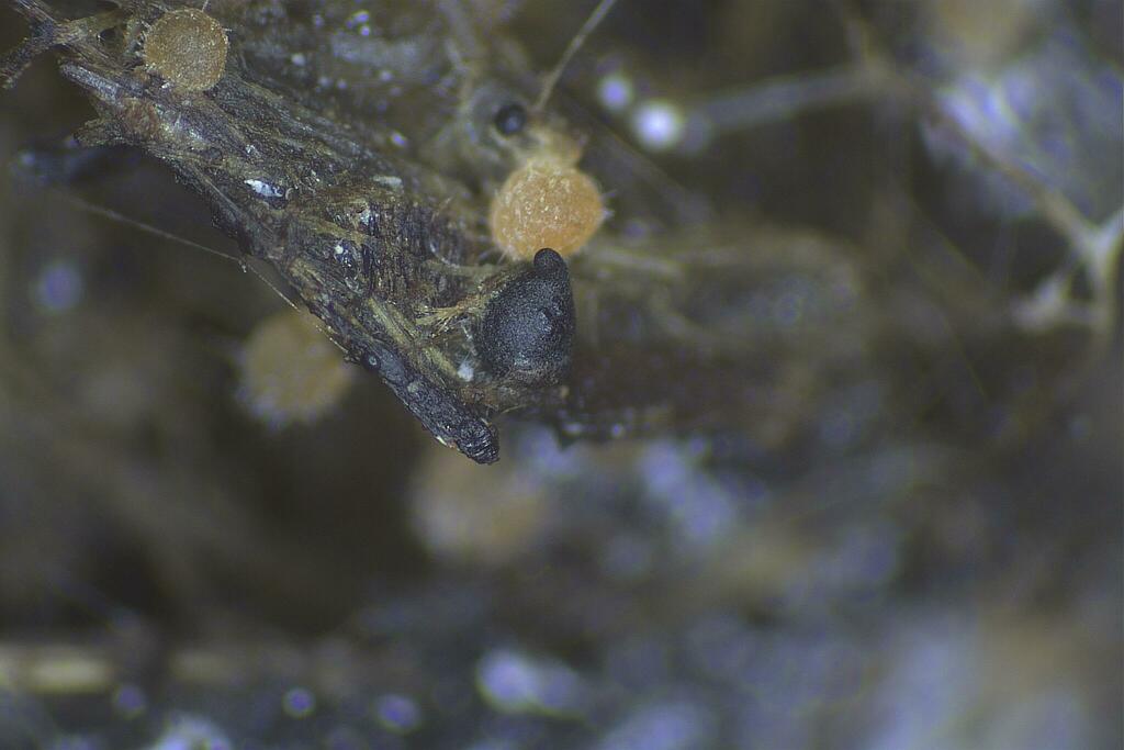 Zygopleurage zygospora from Port Albert VIC 3971, Australia on March 22 ...