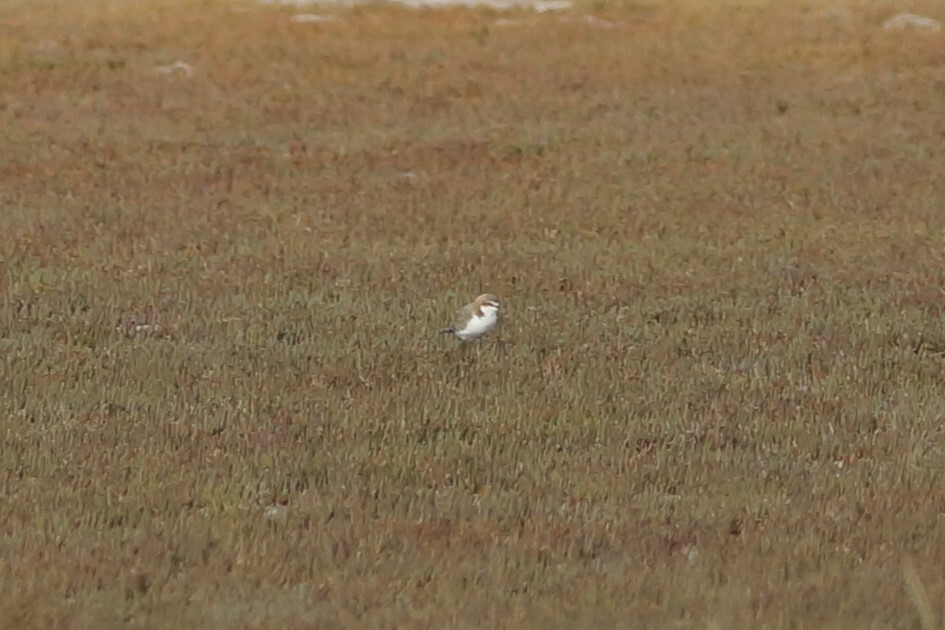 Red-capped Plover illustration