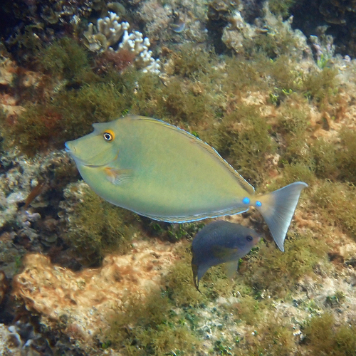 Bluespine Unicornfish