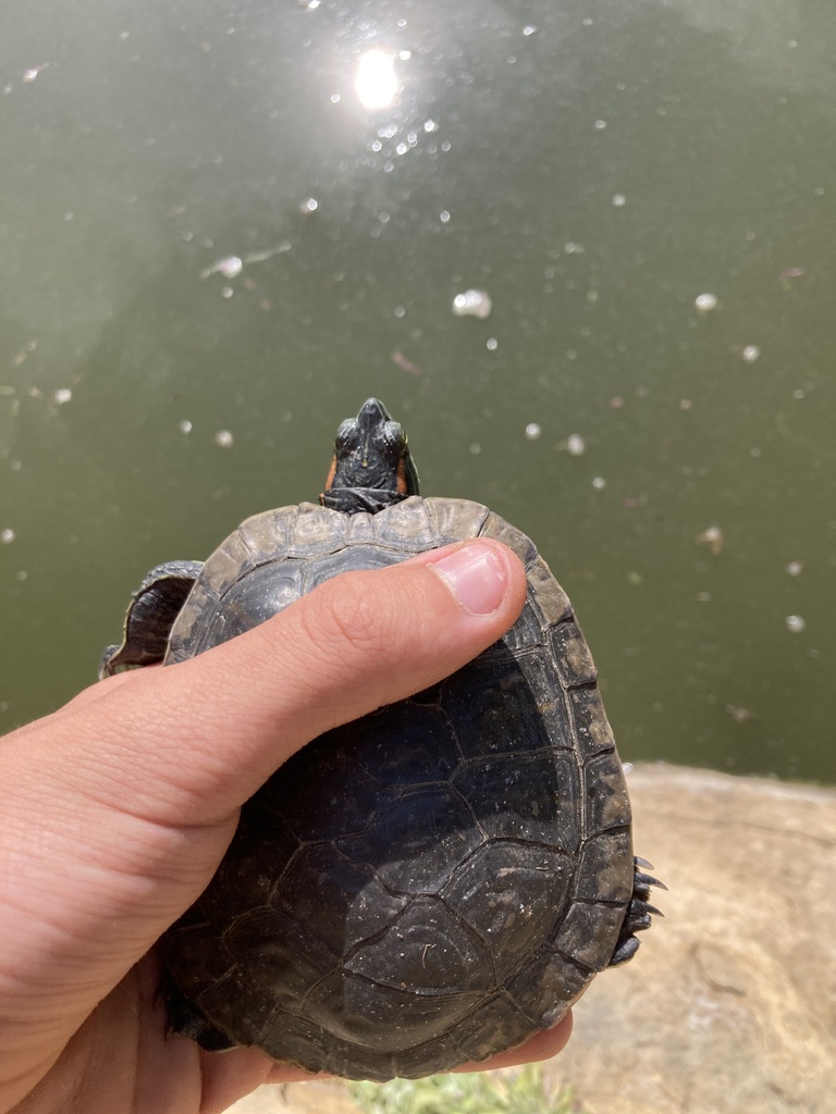 Red-eared Slider from Alice Keck Park Memorial Garden, Santa Barbara ...