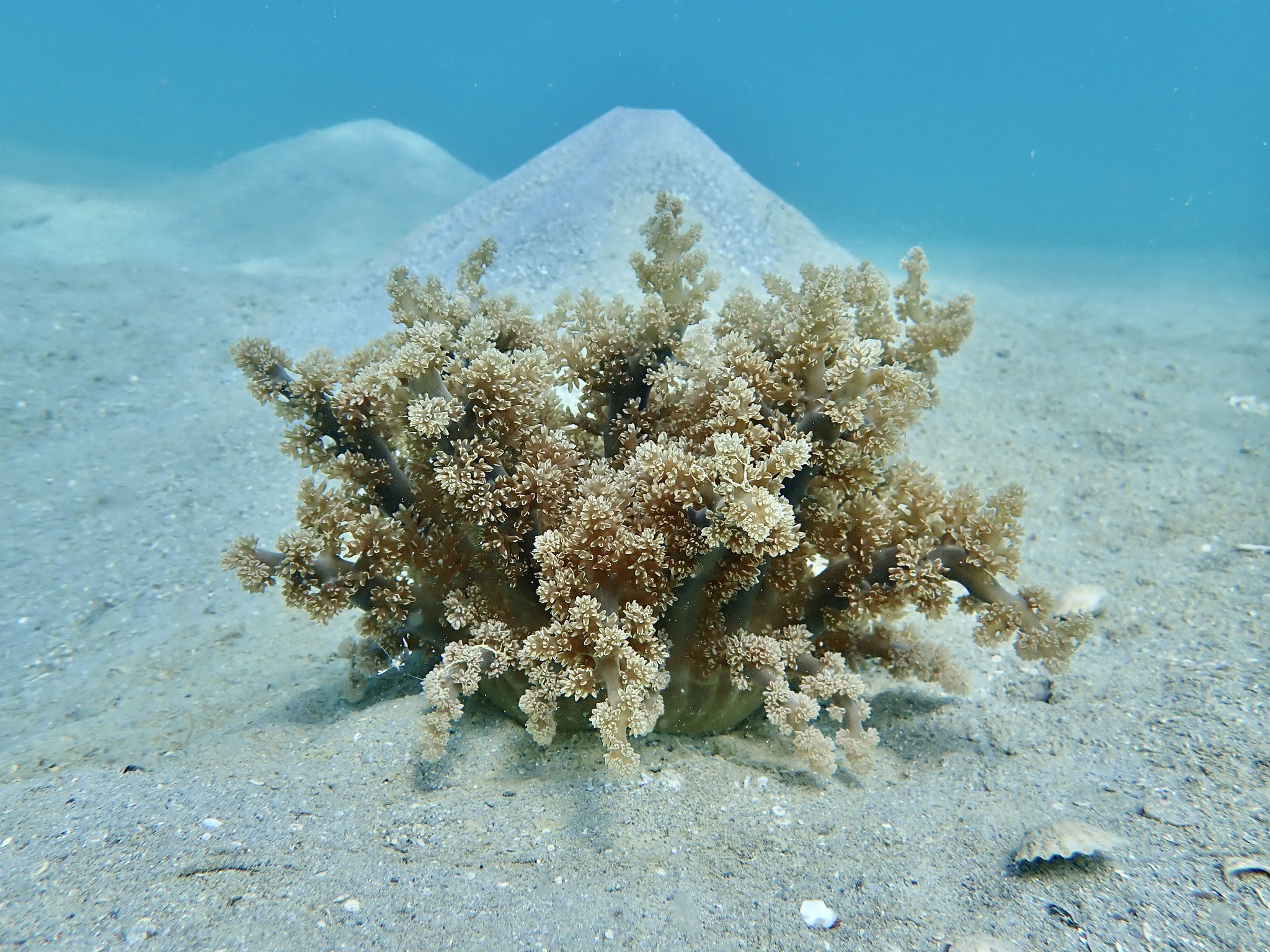 Actinodendron arboreum (Quoy & Gaimard, 1833)