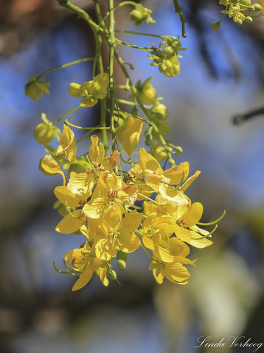 Cassia fistula - Whole tree