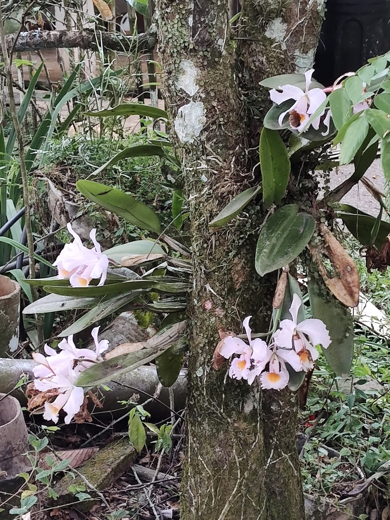 Cattleya schroederae