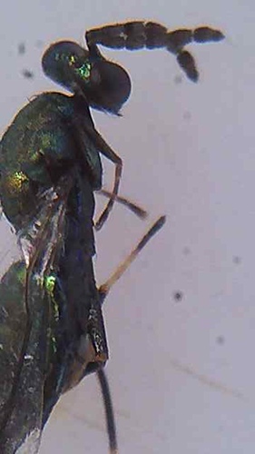 Sympiesis sericeicornis