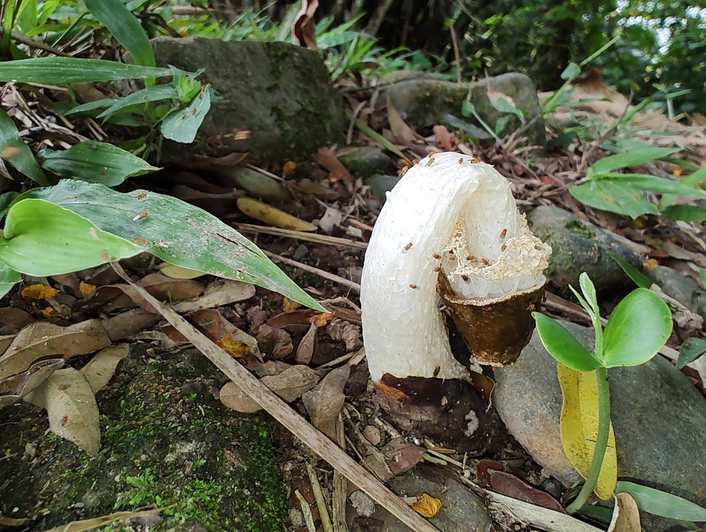 Phallus atrovolvatus · March 2024 · photo: © biomartita (iNaturalist, cc-by)