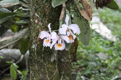 Cattleya schroederae, photograph (c) Martha Lucia Ortiz-Moreno, some rights reserved (CC BY)