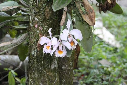 Cattleya schroederae, photograph 6
