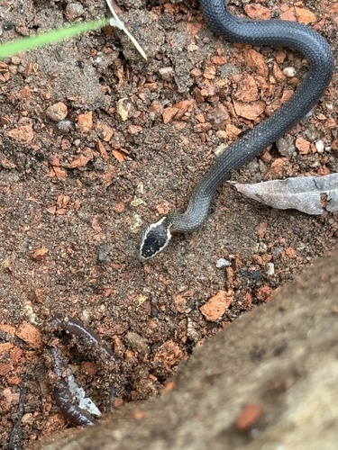 Golden-crowned Snake sighting