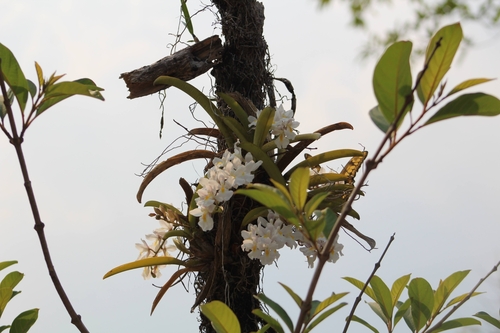 Rodriguezia bracteata, photograph 6
