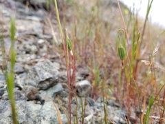 Microseris douglasii douglasii